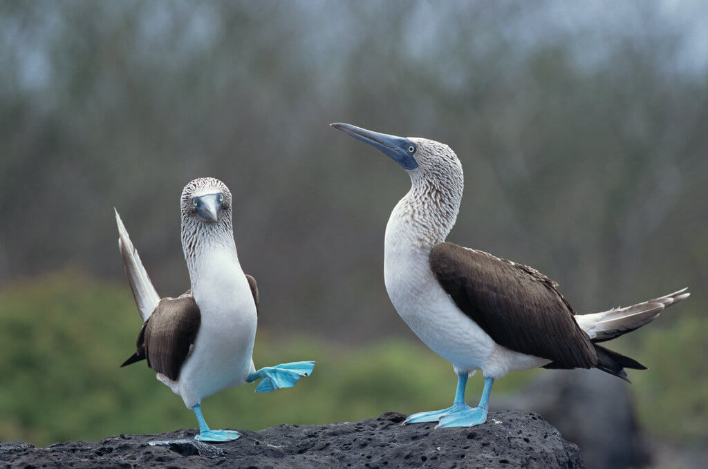 this is a nice image of boobys